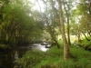 flowing-stream-in-moycullen-countryside
