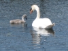 swans-on-lough-corrib-moycullen-galway